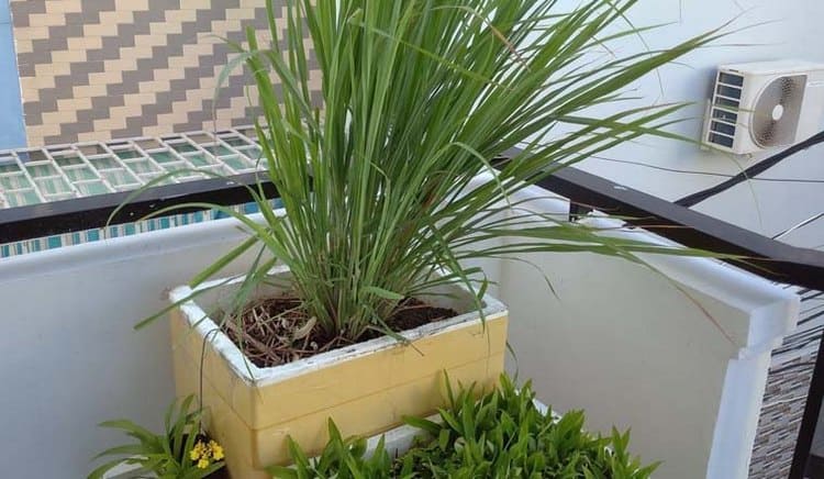 cay duoi con trung (3)