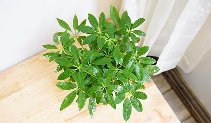 cay hut khi doc (10)