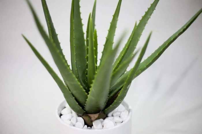 cay hut khi doc (11)