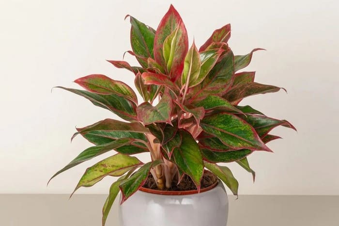 cay hut khi doc (12)