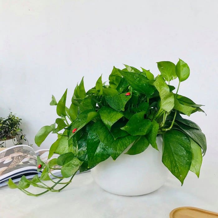 cay hut khi doc (13)